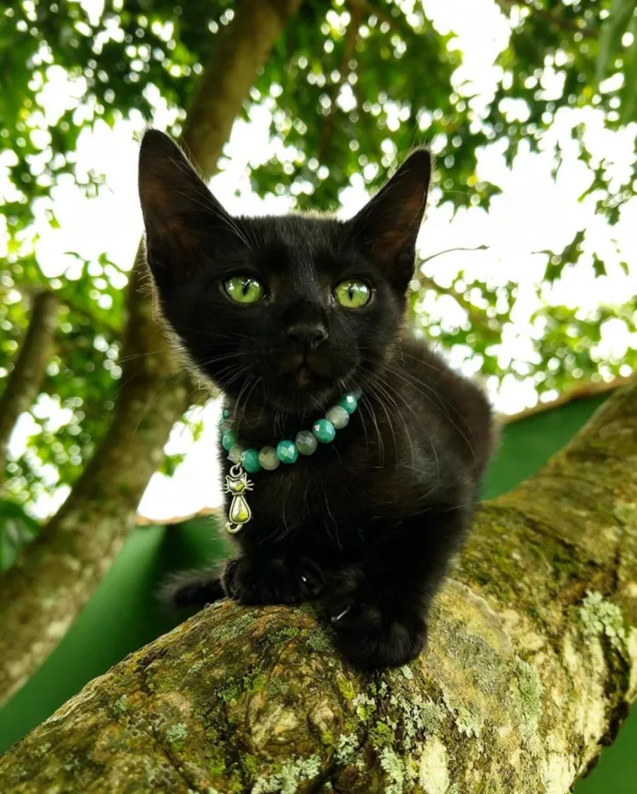 Gato raça SRD-ViraLata idade 2 a 6 meses nome Pantera