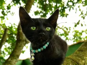 Gato raça SRD-ViraLata idade 2 a 6 meses nome Pantera