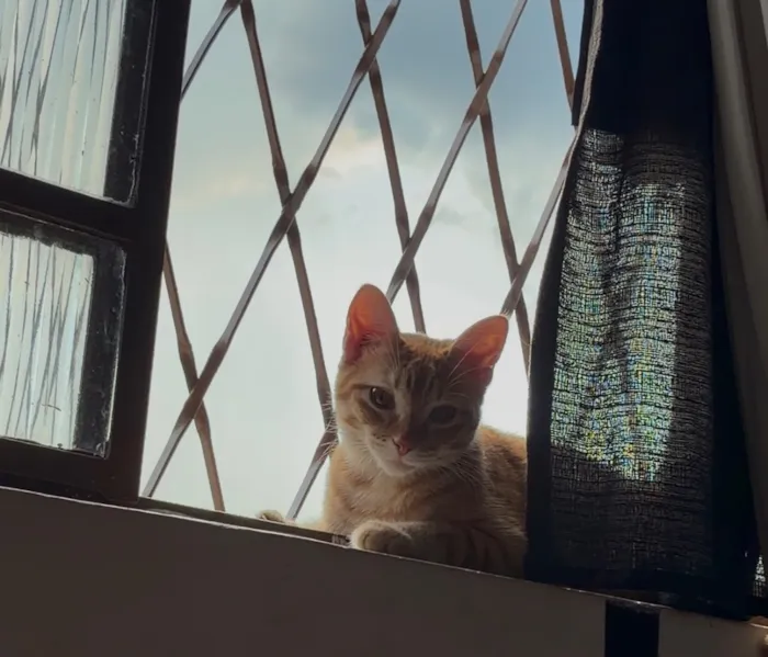 Gato raça SRD-ViraLata idade 7 a 11 meses nome Lilica