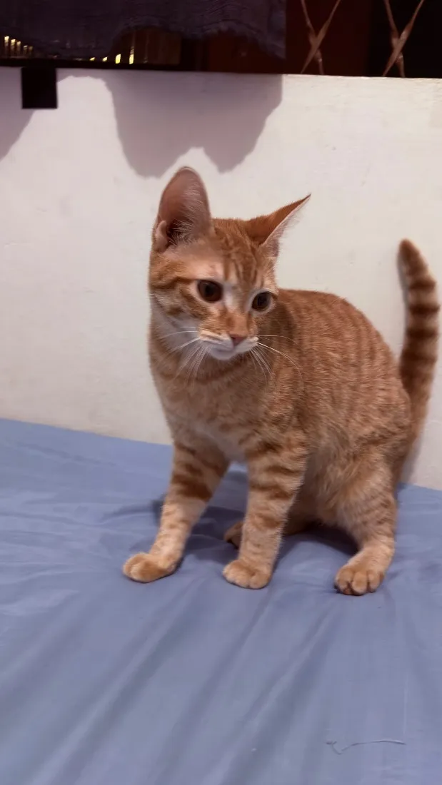 Gato raça SRD-ViraLata idade 7 a 11 meses nome Lilica
