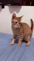 Lilica