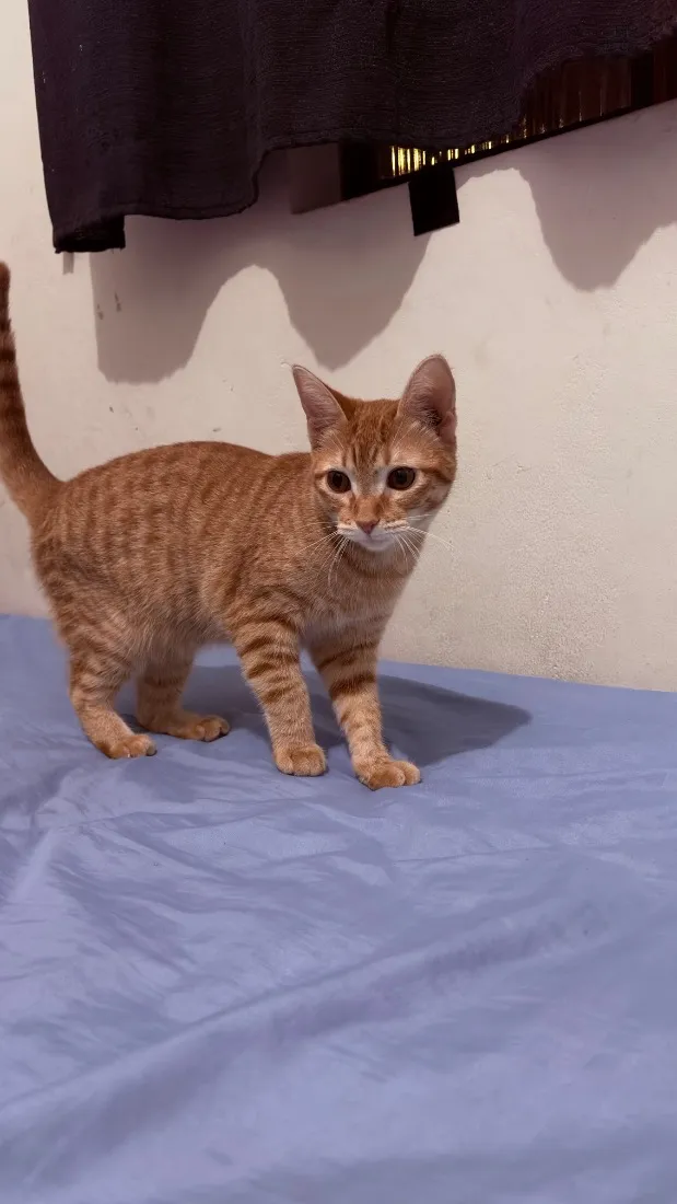 Gato raça SRD-ViraLata idade 7 a 11 meses nome Lilica