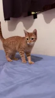 Lilica