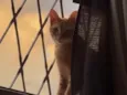 Lilica