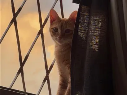 Gato raça SRD-ViraLata idade 7 a 11 meses nome Lilica