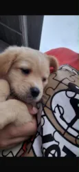 Apollo