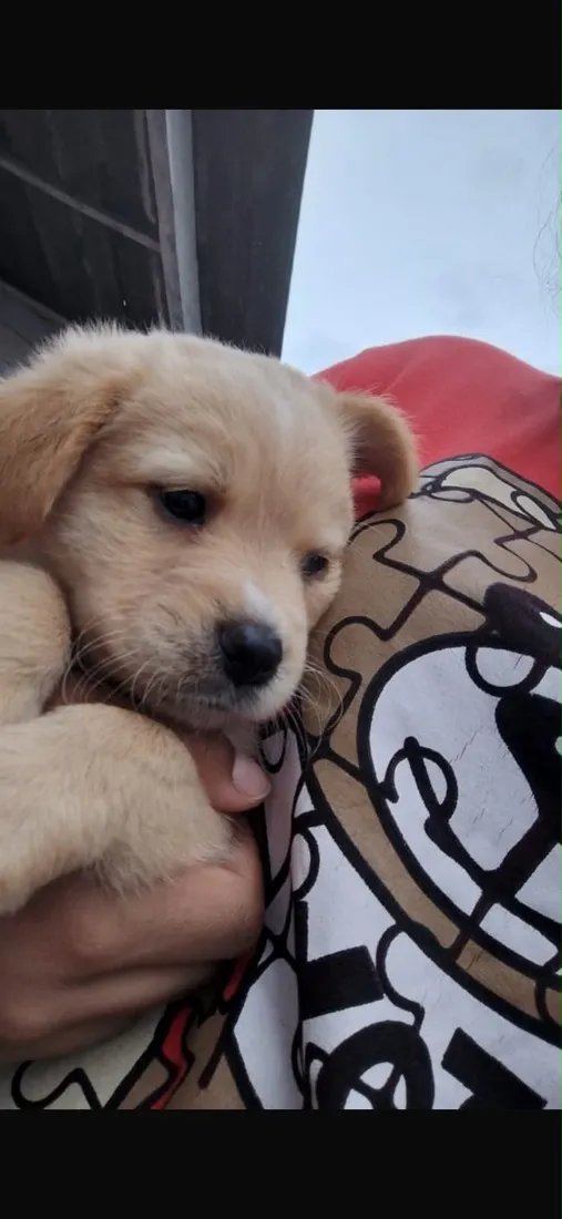 Cachorro raça SRD-ViraLata idade Abaixo de 2 meses nome Apollo