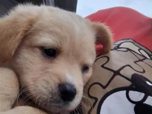Cachorro raça SRD-ViraLata idade Abaixo de 2 meses nome Apollo