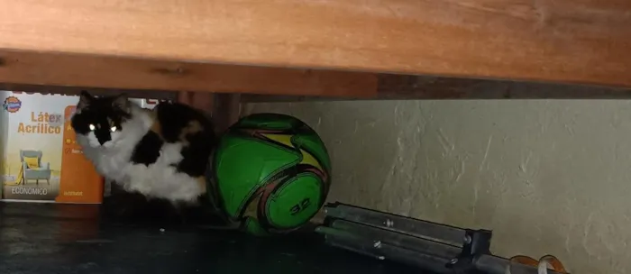 Gato raça SRD-ViraLata idade 6 ou mais anos nome Penny