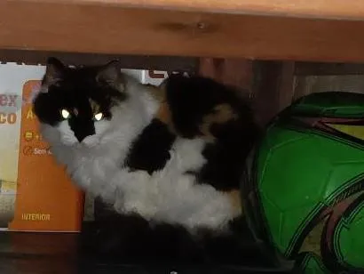 Gato raça SRD-ViraLata idade 6 ou mais anos nome Penny