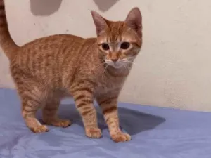 Gato raça SRD-ViraLata idade 7 a 11 meses nome Lilica