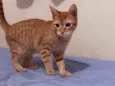 Lilica