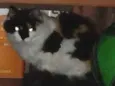 Penny