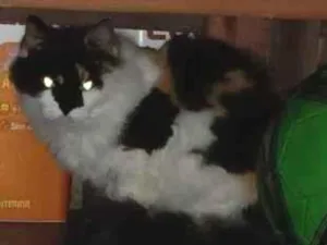 Gato raça SRD-ViraLata idade 6 ou mais anos nome Penny