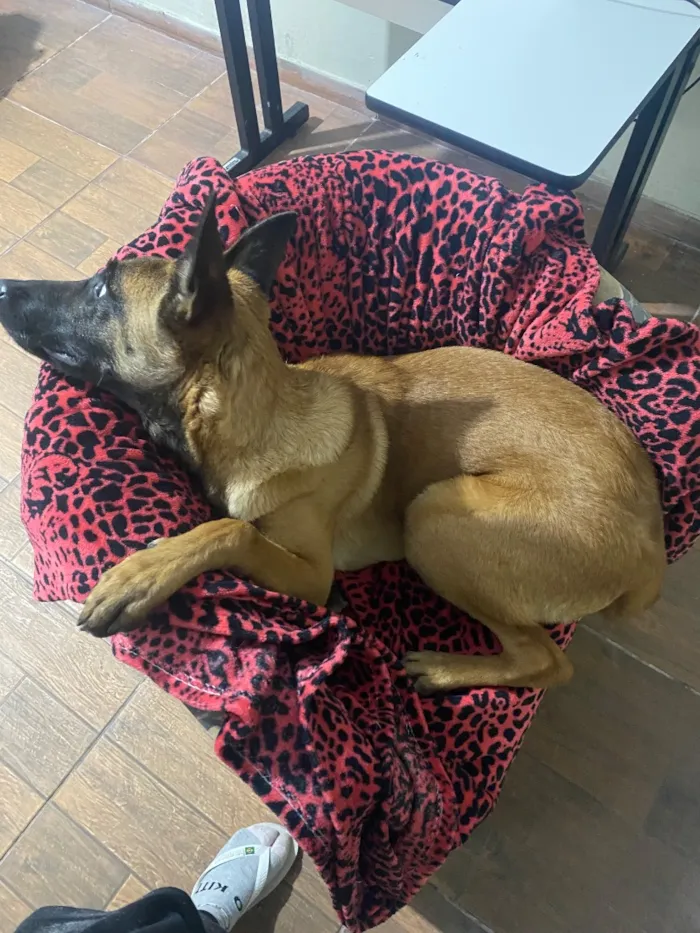 Cachorro raça Pastor Alemão idade 3 anos nome Shakira