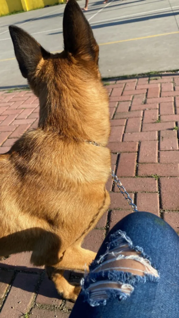Cachorro raça Pastor Alemão idade 3 anos nome Shakira