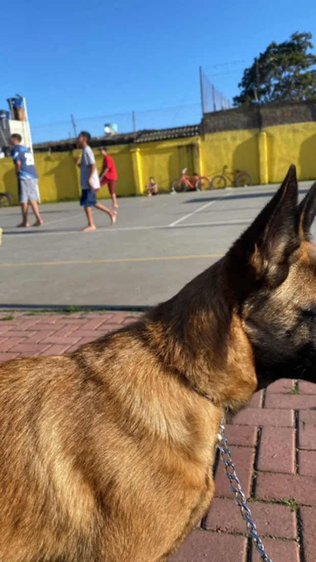 Cachorro raça Pastor Alemão idade 3 anos nome Shakira