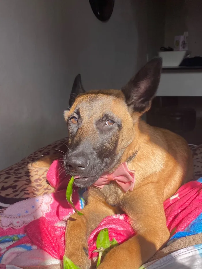 Cachorro raça Pastor Alemão idade 3 anos nome Shakira