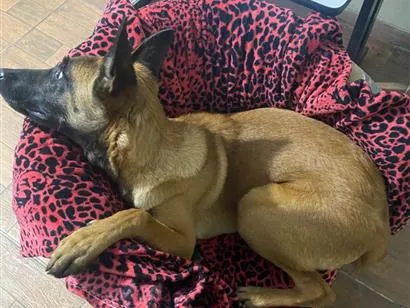 Cachorro raça Pastor Alemão idade 3 anos nome Shakira