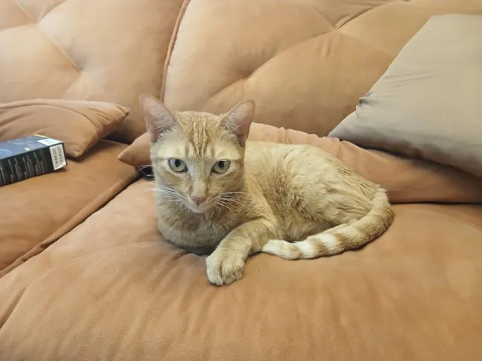 Gato raça SRD-ViraLata idade 2 anos nome Sylvie