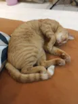 Sylvie