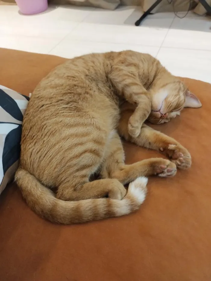Gato raça SRD-ViraLata idade 2 anos nome Sylvie