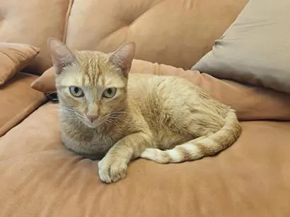Gato raça SRD-ViraLata idade 2 anos nome Sylvie