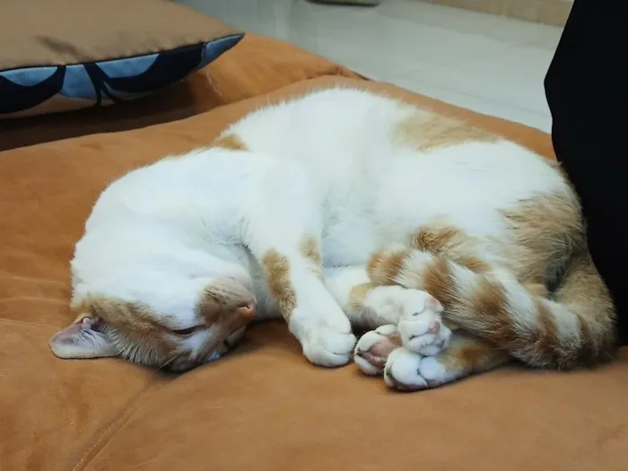 Gato raça SRD-ViraLata idade 1 ano nome Leo