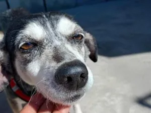 Cachorro raça SRD-ViraLata idade 6 ou mais anos nome branquinha 