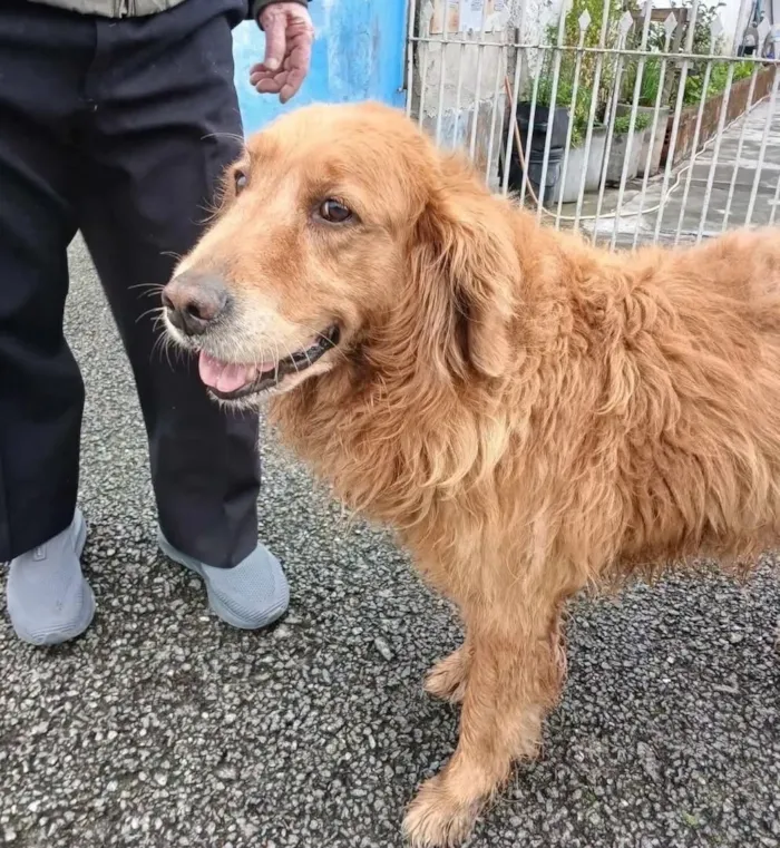 Cachorro raça Labrador idade 6 ou mais anos nome Não sei o nome