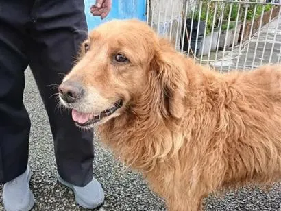 Cachorro raça Labrador idade 6 ou mais anos nome Não sei o nome