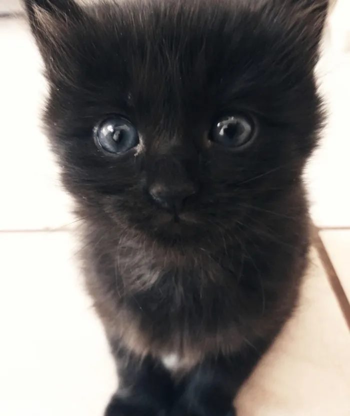 Gato raça SRD-ViraLata idade Abaixo de 2 meses nome Sem nome