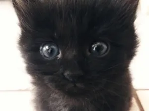 Gato raça SRD-ViraLata idade Abaixo de 2 meses nome Sem nome