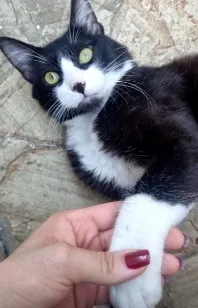 Gato raça SRD-ViraLata idade 1 ano nome Duke
