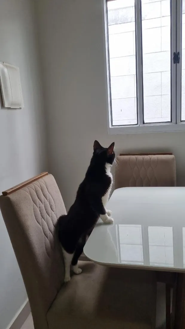 Gato raça SRD-ViraLata idade 1 ano nome Duke