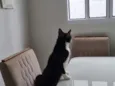 Duke