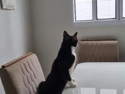 Gato raça SRD-ViraLata idade 1 ano nome Duke