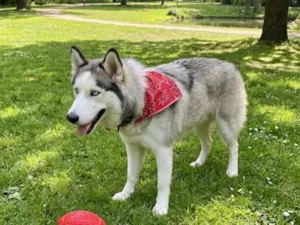 Cachorro raça Pastor Alemão idade 1 ano nome Atena 