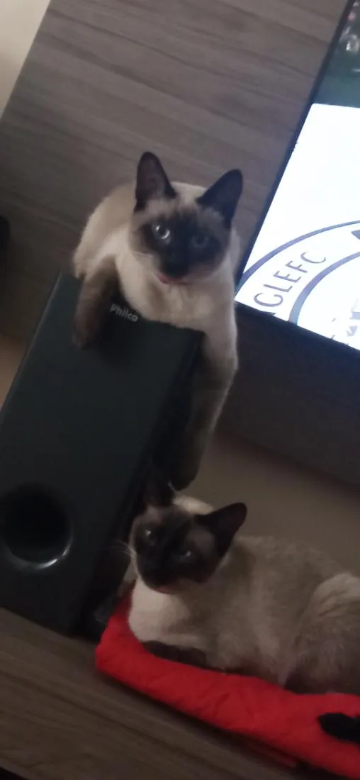 Gato raça Parece siamês  idade 2 anos nome lua e sol