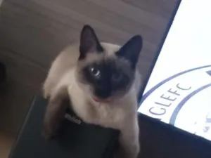 Gato raça Parece siamês  idade 2 anos nome lua e sol