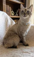 AGATHA