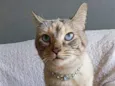 AGATHA
