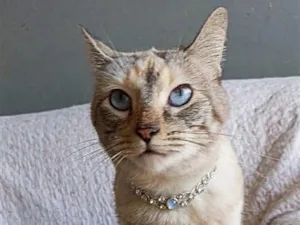 Gato raça SRD-ViraLata idade 2 anos nome AGATHA