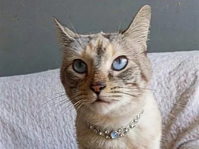 Gato raça SRD-ViraLata idade 2 anos nome AGATHA