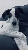 pulga