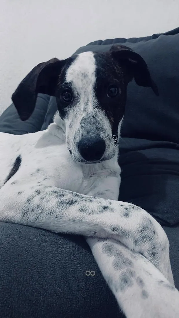 Cachorro raça SRD-ViraLata idade 1 ano nome pulga