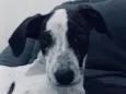 pulga