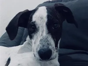 Cachorro raça SRD-ViraLata idade 1 ano nome pulga