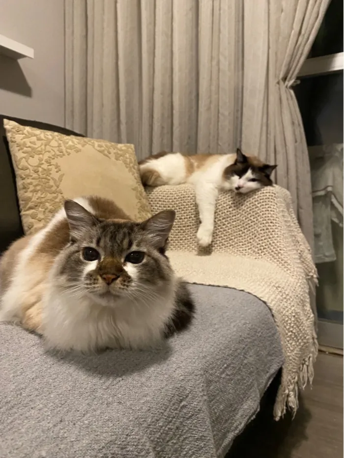 Gato raça SRD-ViraLata idade 6 ou mais anos nome Michele e Bruno 
