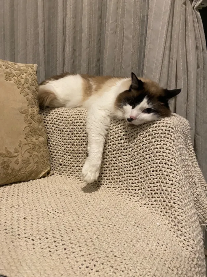 Gato raça SRD-ViraLata idade 6 ou mais anos nome Michele e Bruno 